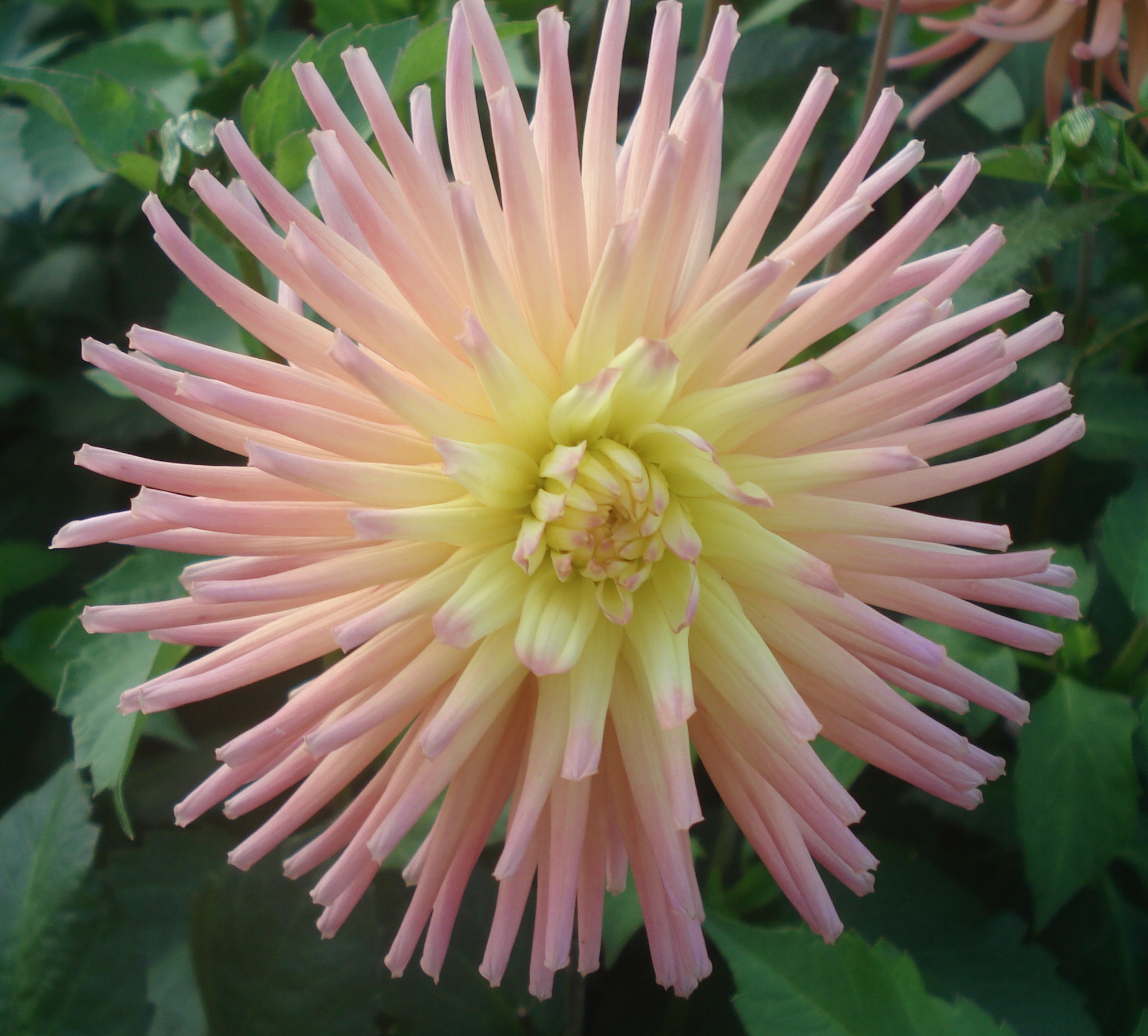 Josudi Capella.jpg (8976 bytes)